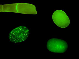 4 cell-stage embryo hybridized to pes-10 probe. Transcription (blue) is apparent in the three somatic blastomeres but not in the germline blastomere. 