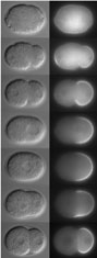 4 cell-stage embryo hybridized to pes-10 probe. Transcription (blue) is apparent in the three somatic blastomeres but not in the germline blastomere. 