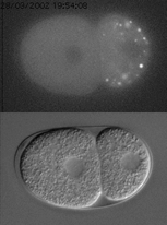 GFP:PGL-1