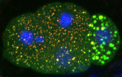4 cell-stage embryo hybridized to pes-10 probe. Transcription (blue) is apparent in the three somatic blastomeres but not in the germline blastomere. 