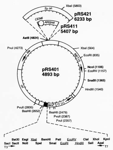 pRS4X1 Map