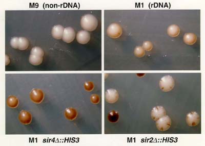 Gene Dosage