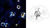 1 Blue-Clip Art.jpg (107658 bytes)