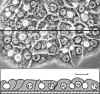 1 Morphology.jpg (273409 bytes)